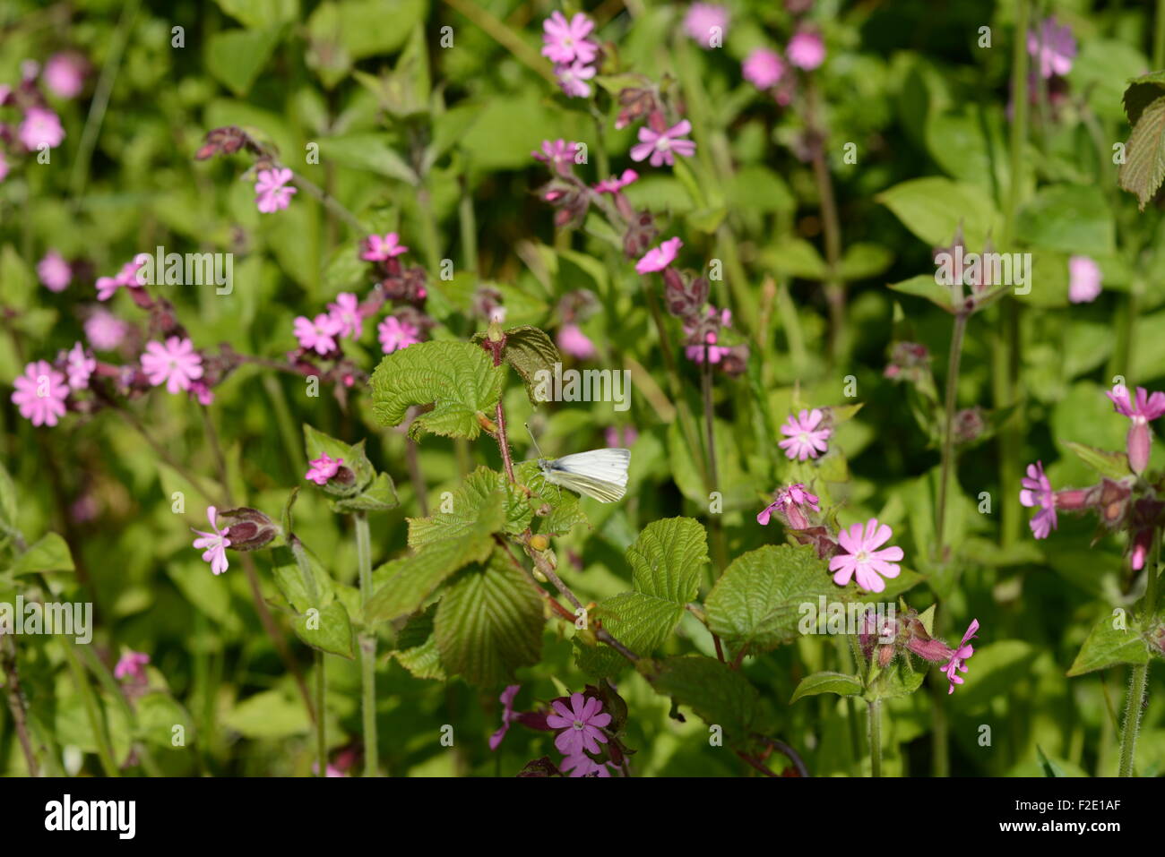 La vescica campion, garrya elipitca, chiesa, saughtree, parrocchia, road, estate, saughtree old manse, saughtree, newcastleton, scotti Foto Stock