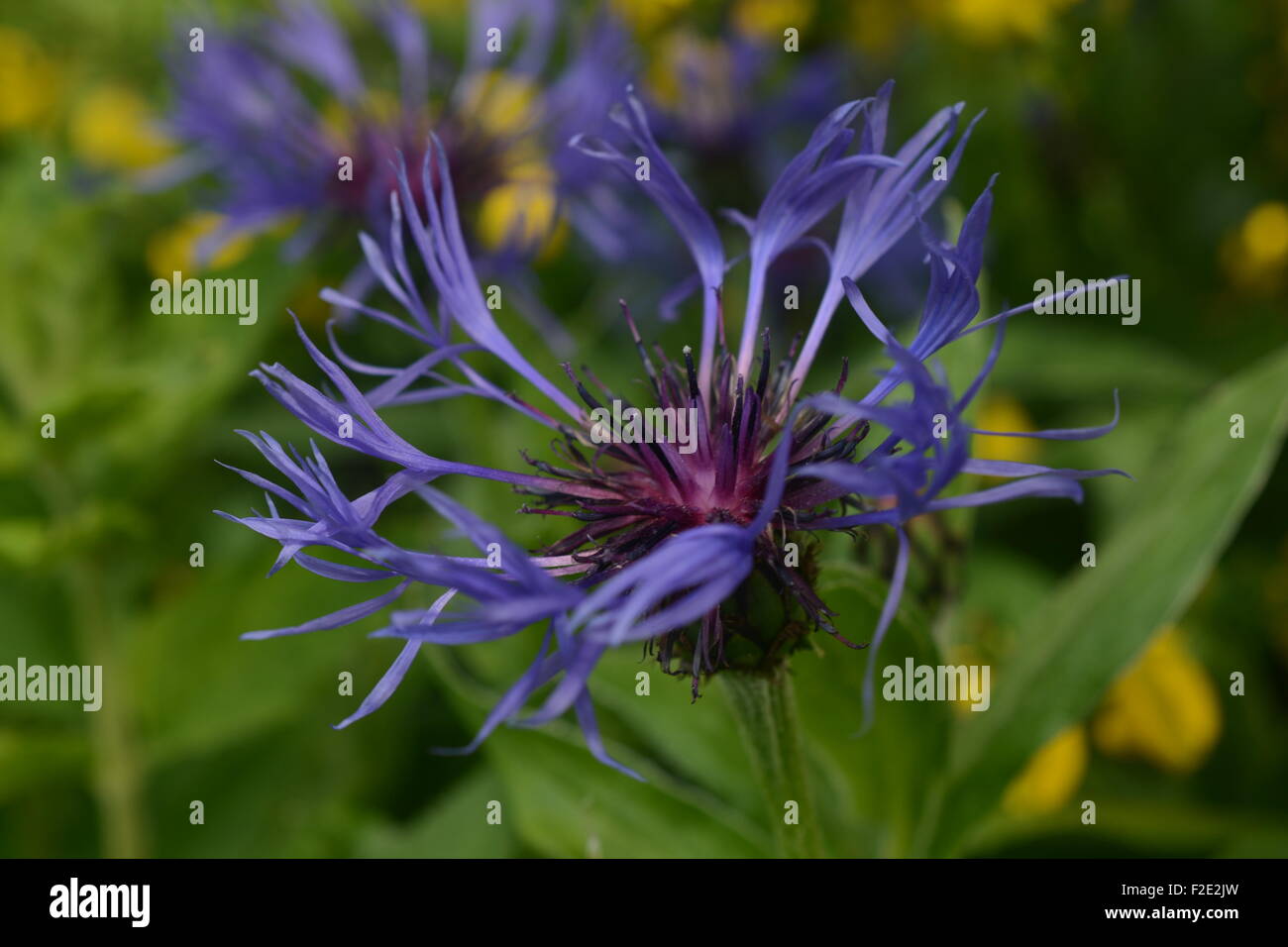 Gialla ginestra, saughtree old manse giardino, saughtree, vicino newcastleton, Scottish Borders, fiordaliso Foto Stock