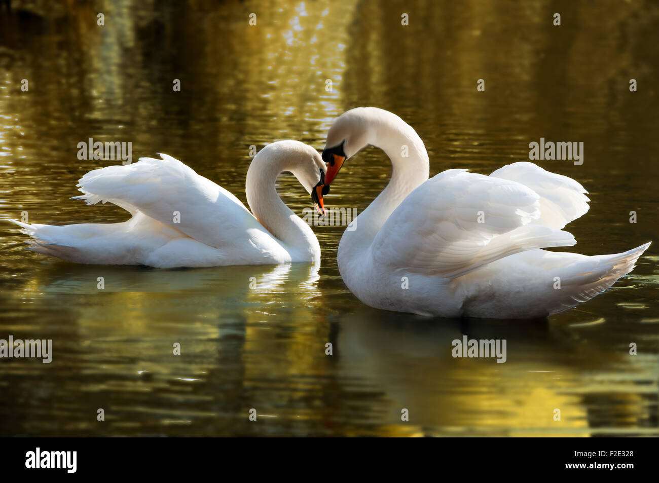 Due cigni collo piegato a forma di cuore. Foto Stock