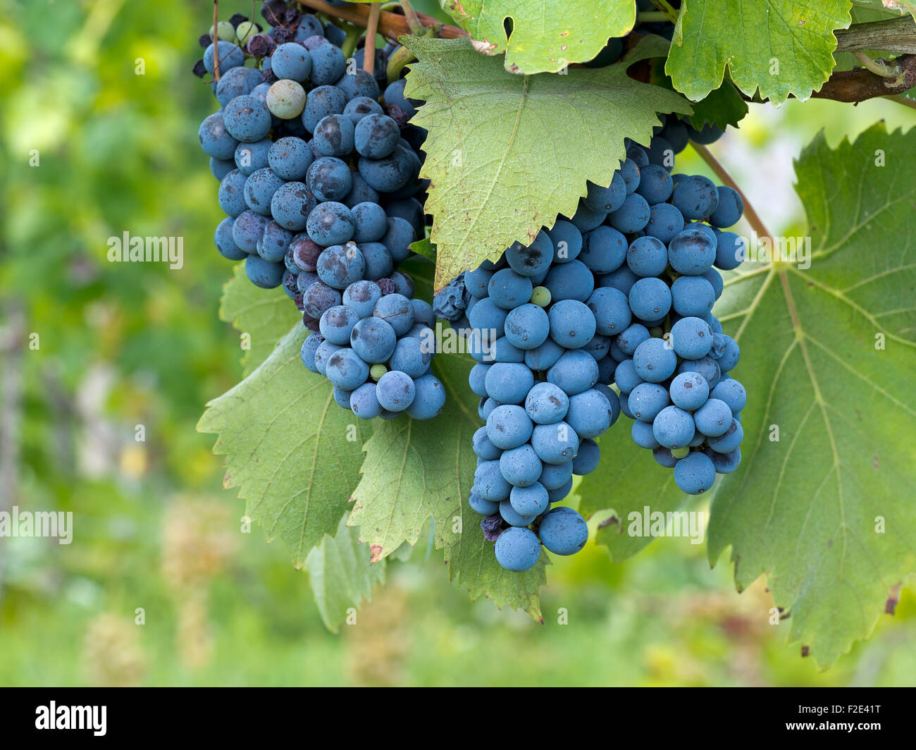 Lunigiana, nel nord della Toscana. Vino rosso uva appena prima del raccolto. Organici di produzione su piccola scala in modo non tutte le uve sono perfette. Foto Stock