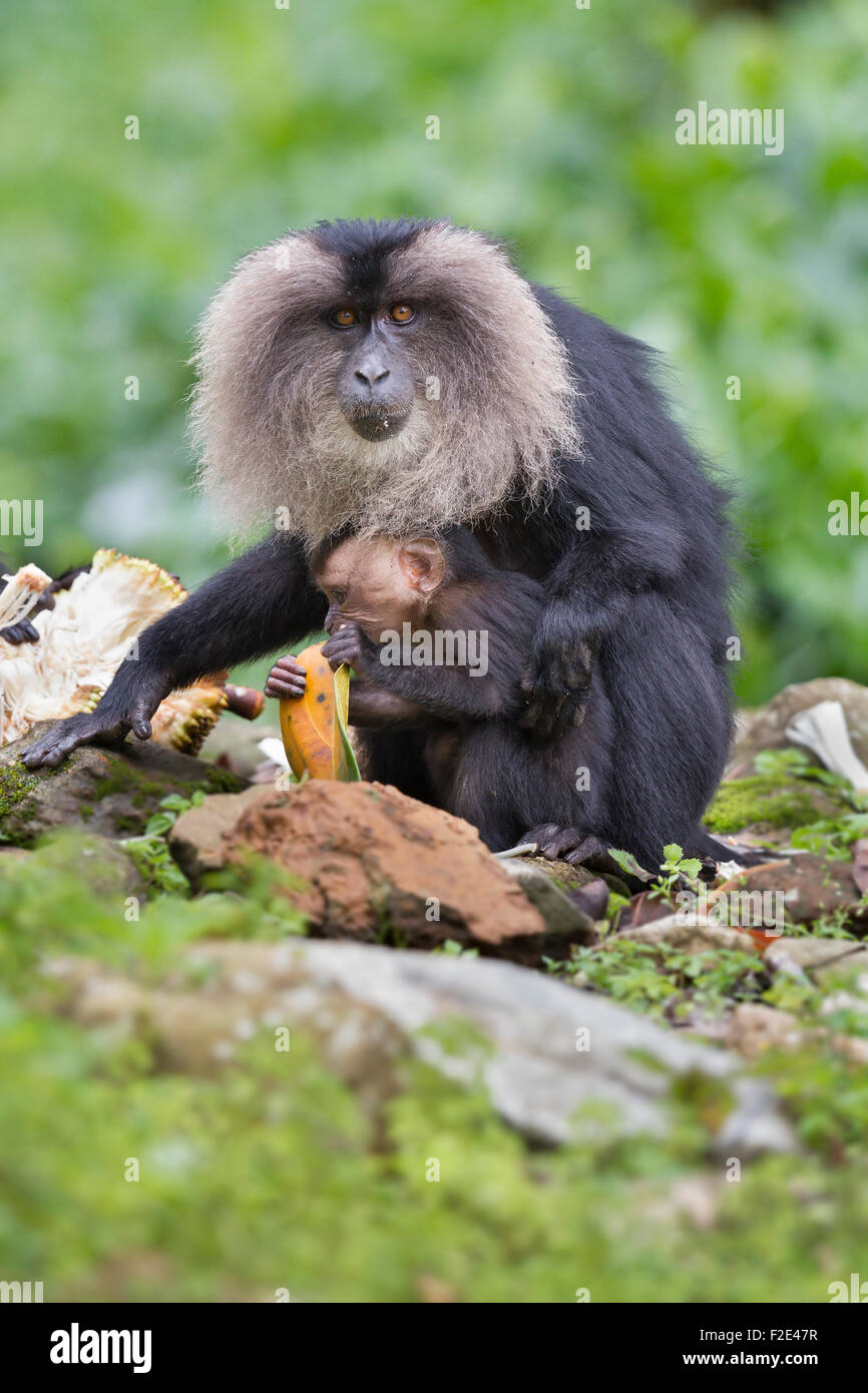 Endemico Lion coda Macaque o Macaca silenus a Valparai in colline Annamalai Tamilnadu. Foto Stock