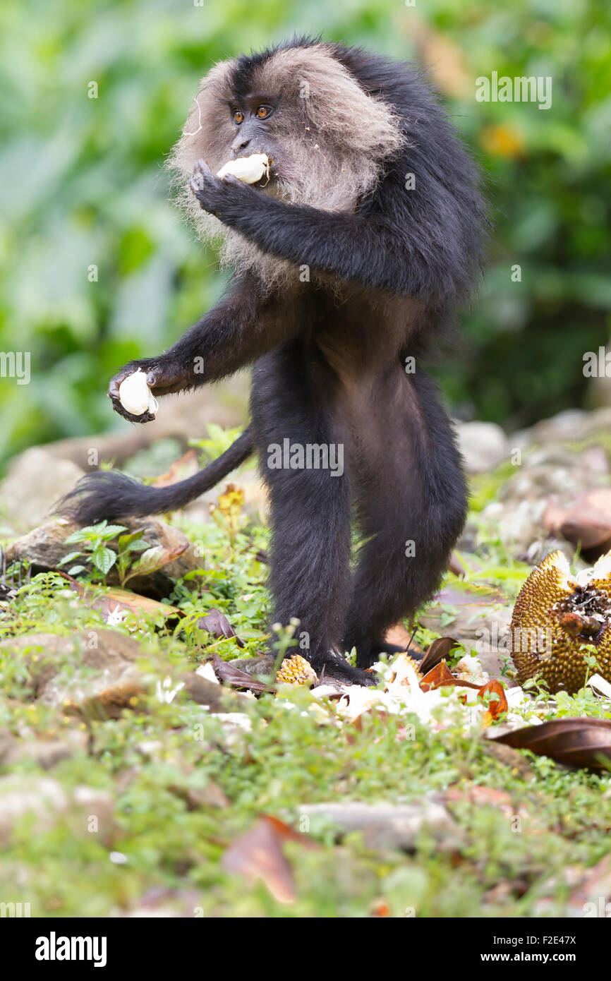 Endemico Lion coda Macaque o Macaca silenus a Valparai in colline Annamalai Tamilnadu. Foto Stock