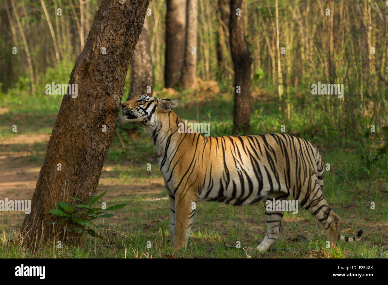 Royal tigre del Bengala o Panthera Tigris profumo facendo riferimento a Tadoba National Park, Maharashtra, India Foto Stock