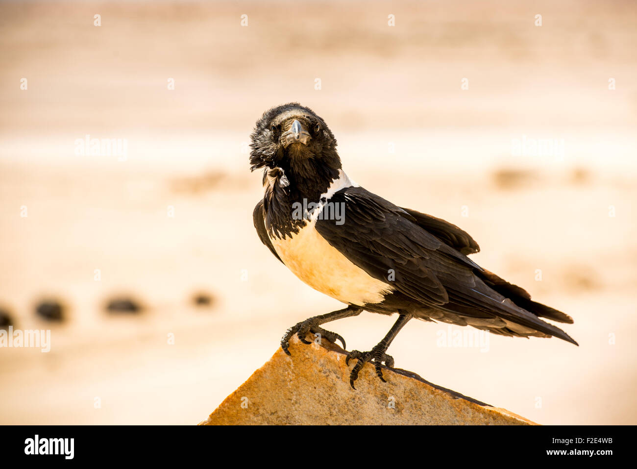 Uccello appollaiato su un ramo del deserto in Namibia, Africa Foto Stock