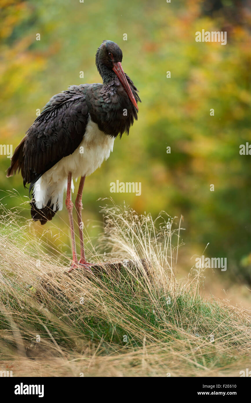 Cicogna nera / Schwarzstorch ( Ciconia nigra ) in piedi su un tronco di un albero circondato da erba alta e graziosi cespugli colorati, l'Europa. Foto Stock