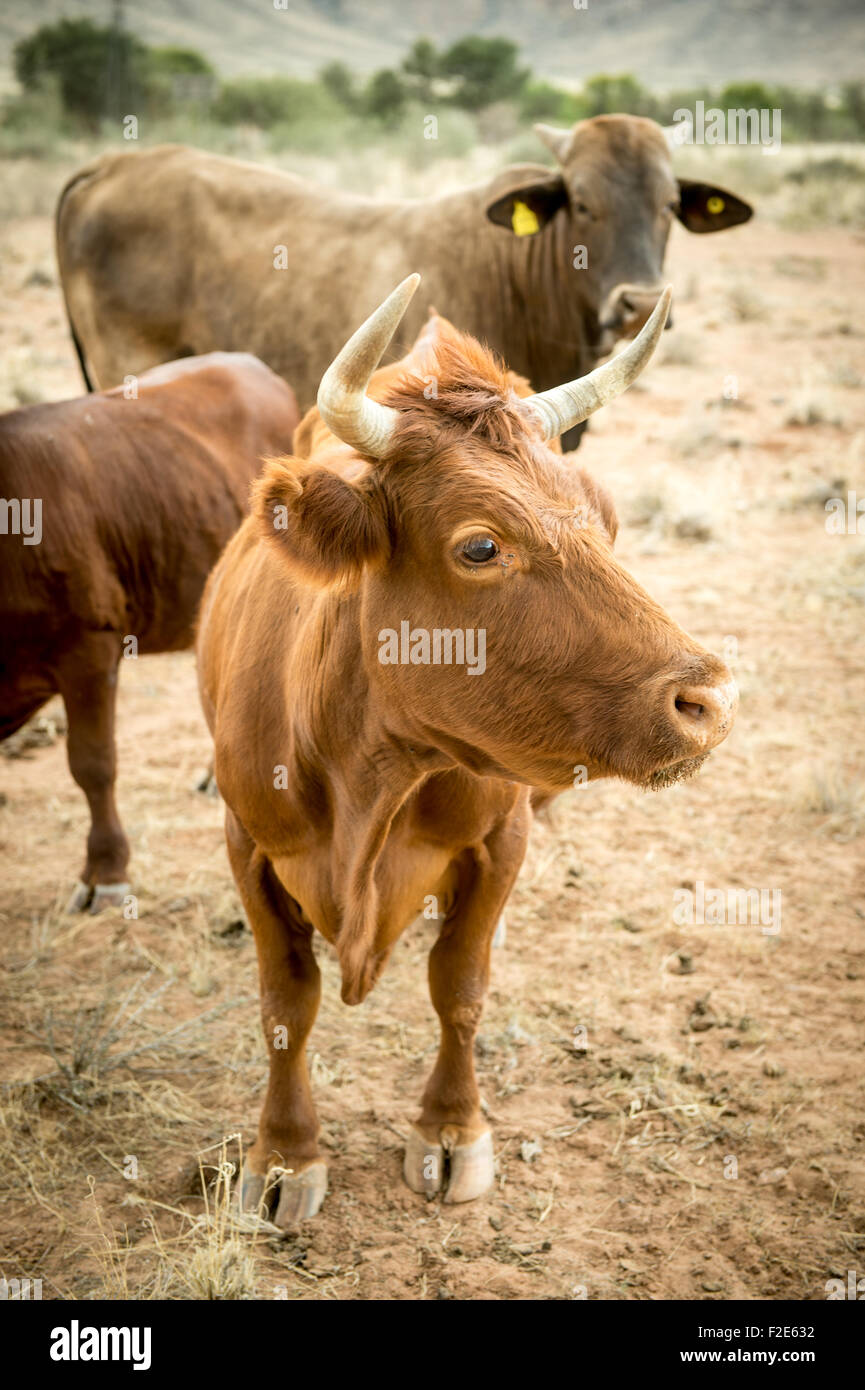Bovini da carne in un campo in Namibia, Africa Foto Stock