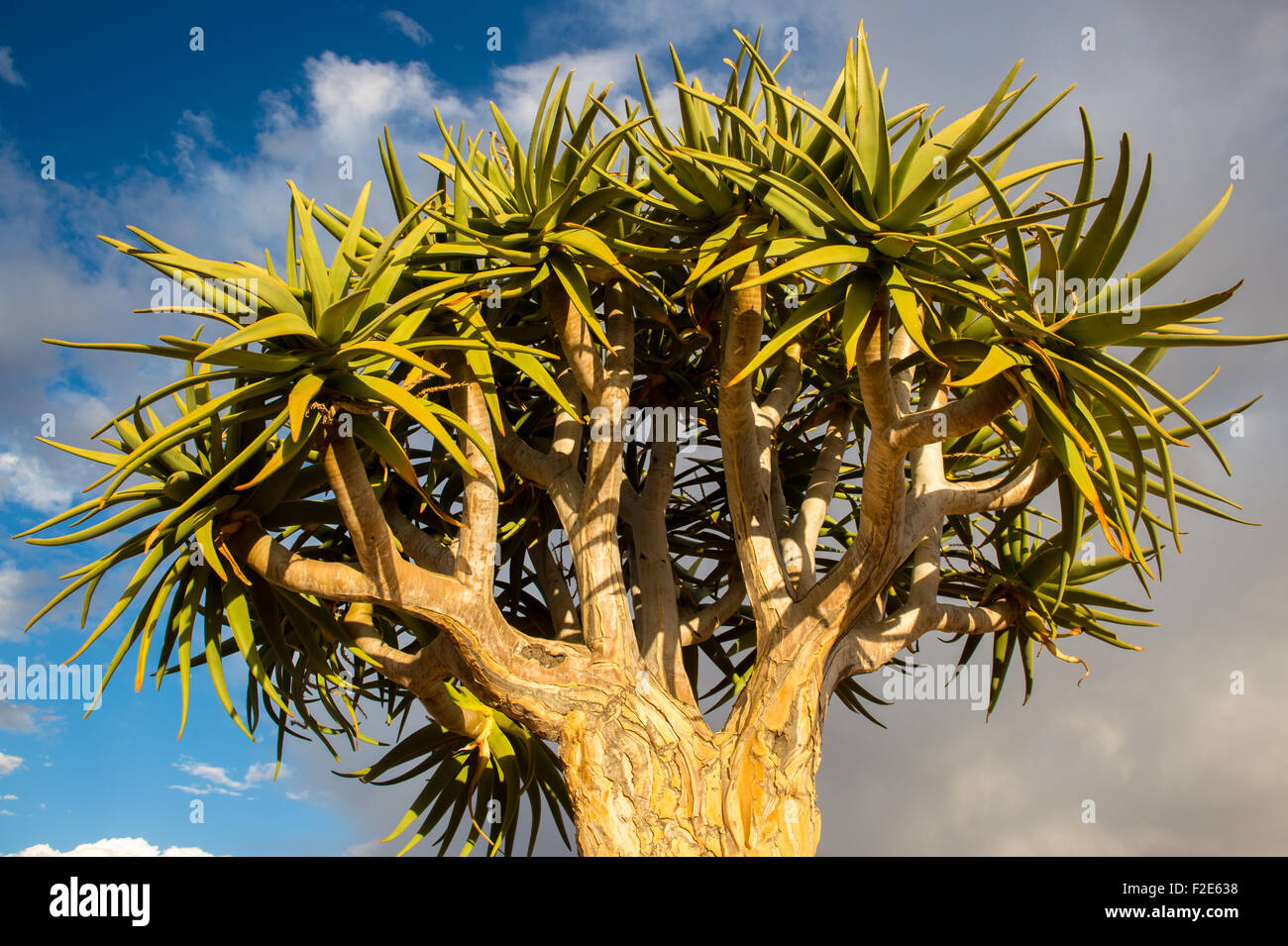 Faretra albero con il blu del cielo in background in Namibia, Africa Foto Stock