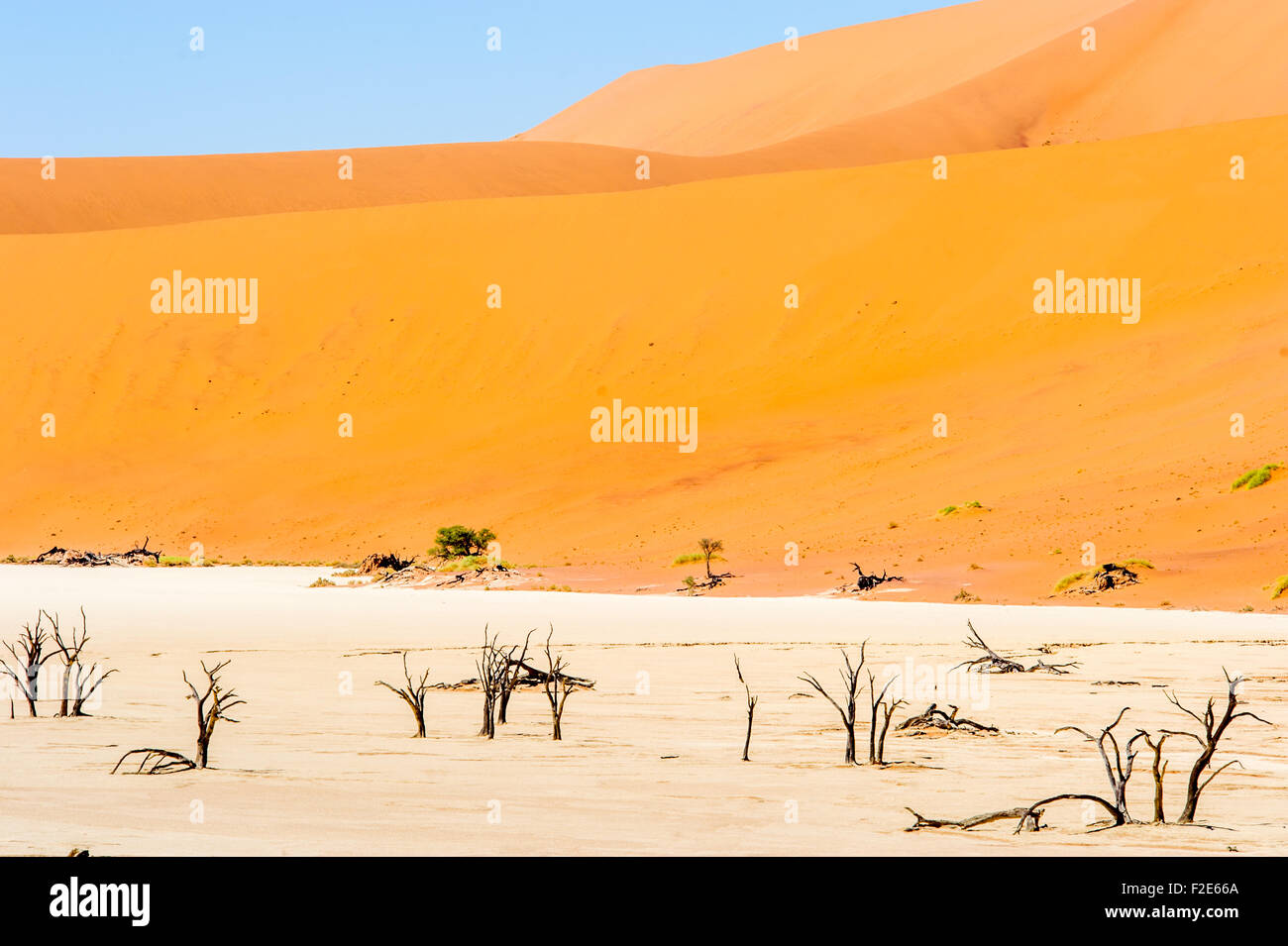 Deadvlei pan e dune, stimato 900 anno vecchio cammello morto Thorn trees in Namib-Naukluft National Park, Namibia Africa Foto Stock