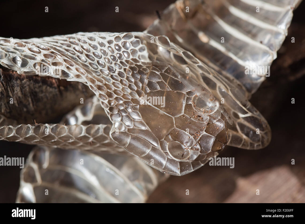 Giarrettiera a scacchi Snake (Thamnophis marcianus marcianus). La sezione di pelle incrostate che mostra la testa e una parte del lato inferiore del corpo Foto Stock