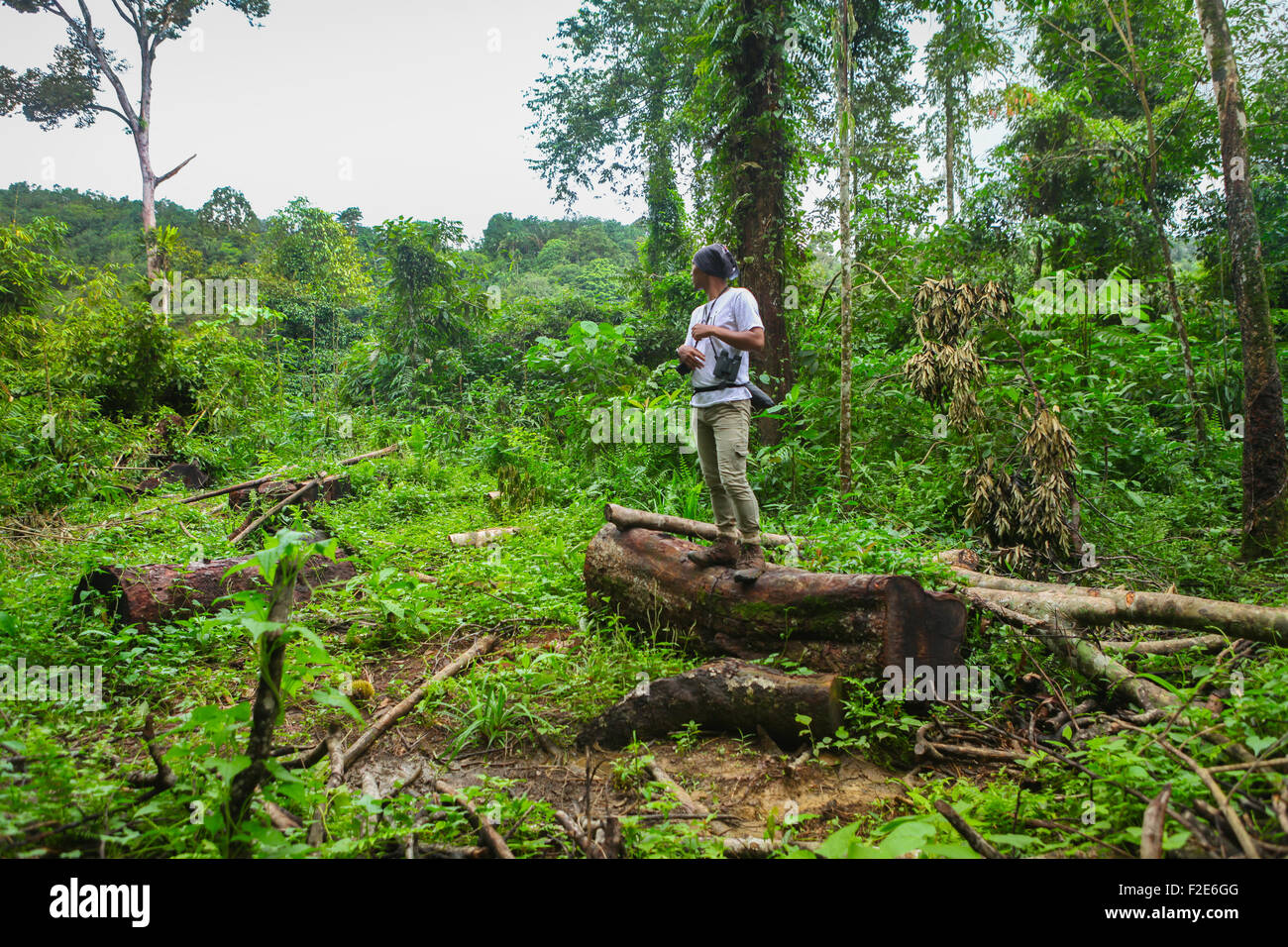 Un uomo che si trova su un tronco all'interno di una zona forestale che aveva sofferto di disboscamento illegale, fuoco selvatico e bracconaggio. Tangkahan, Sumatra del Nord, Indonesia. Foto Stock