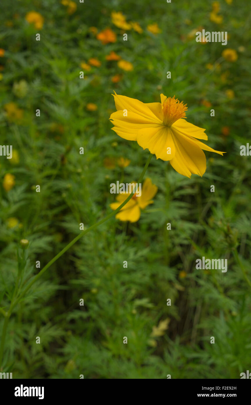 Fiore floreale floreali freschezza floreale Foto Stock