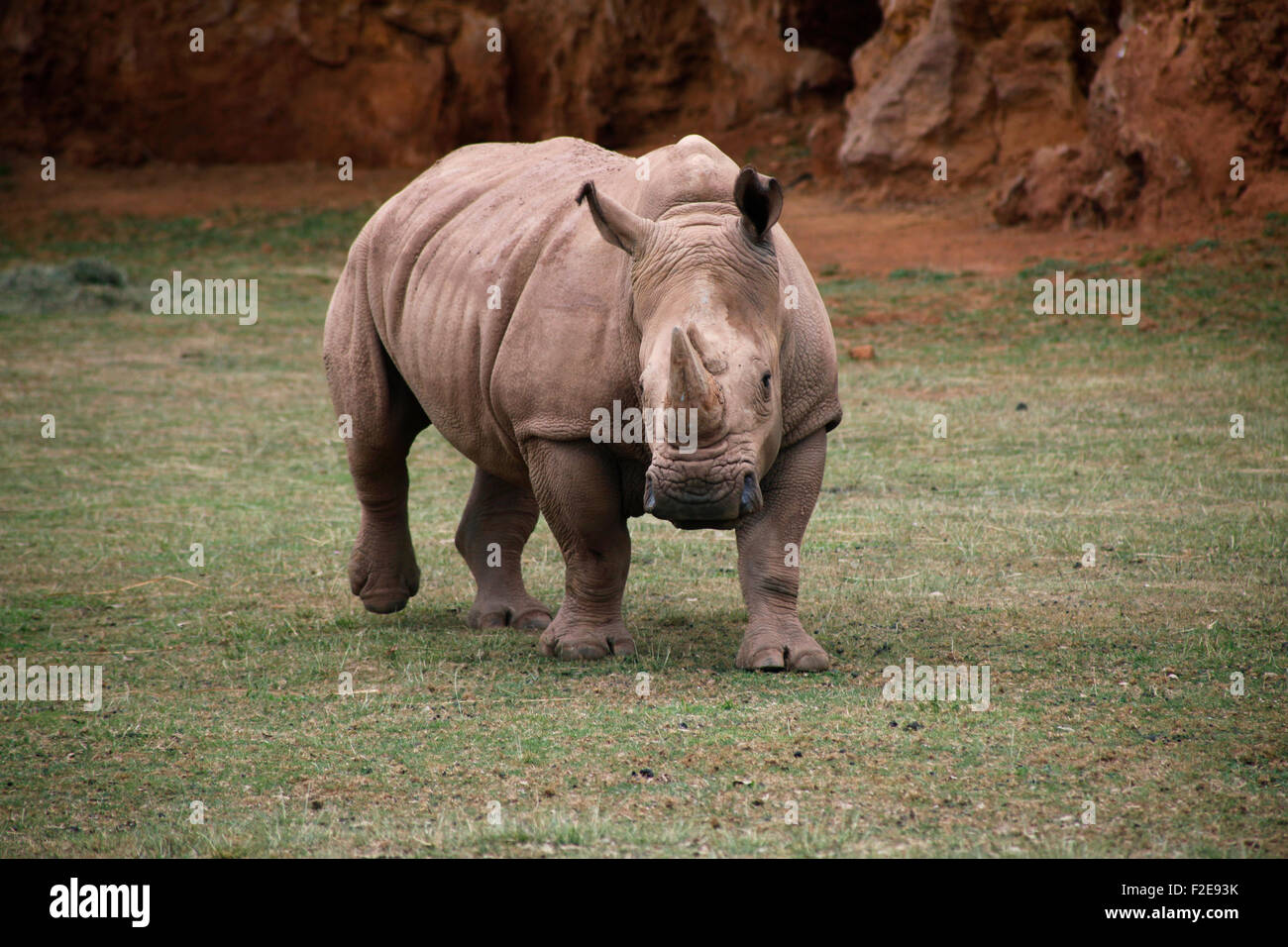 African rinoceronte bianco, quadrato con labbro rinoceronte (Ceratotherium simum) in Cabárceno natura park, Santander, Spagna. Foto Stock