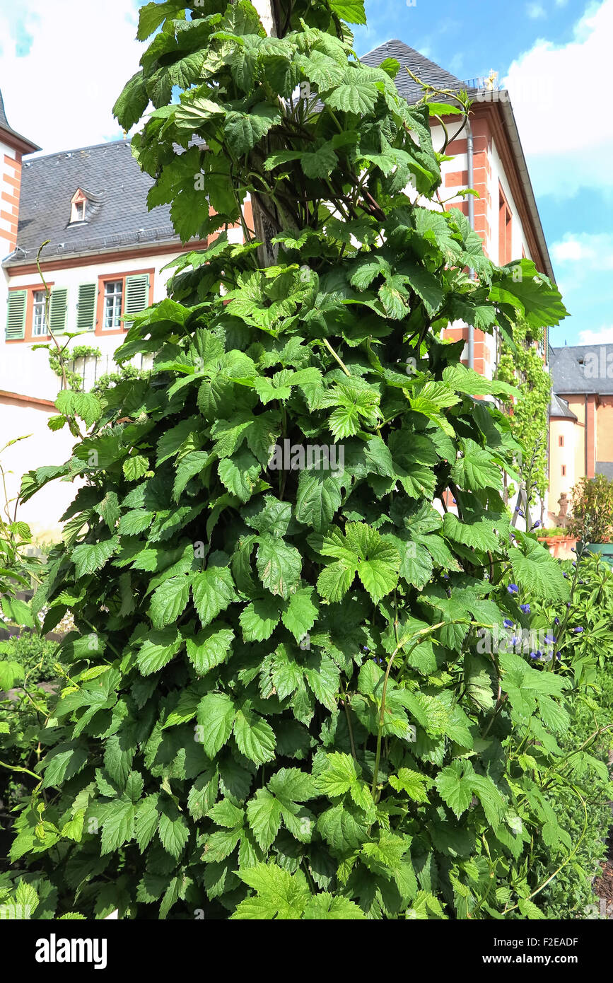 Hop (Humulus lupulus) in primavera Foto Stock