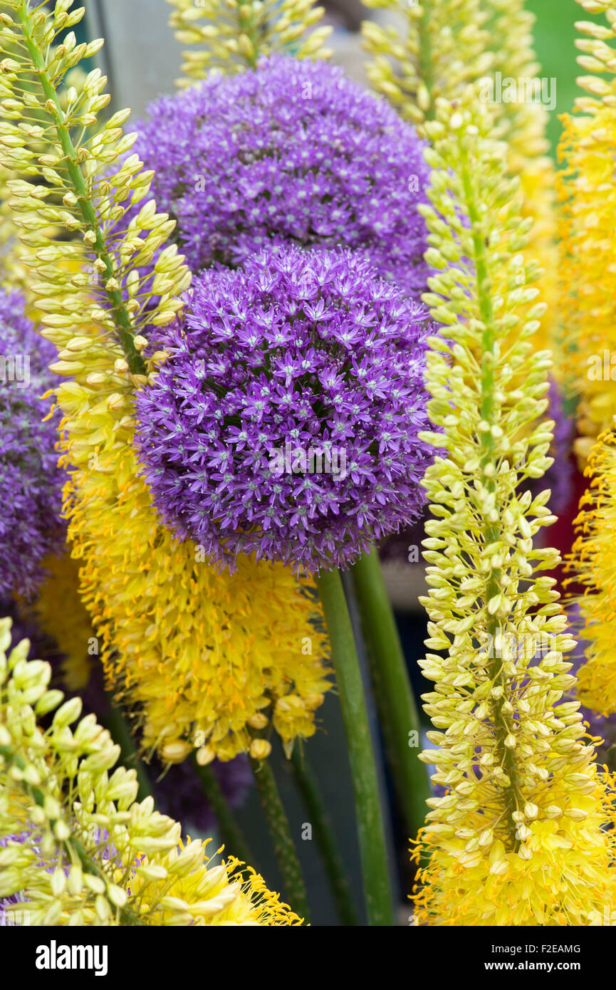 Allium Giganteum e Eremurus / Gigli di coda di volpe in un display di fiori Foto Stock