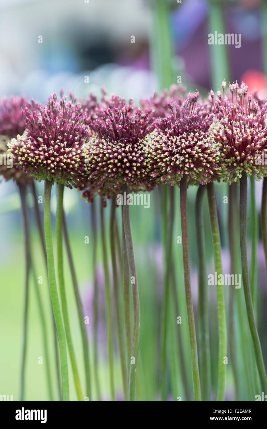 Allium amethystinum 'Rosso Mohicano" . Fioritura ornamentali cipolle in un display di fiori Foto Stock