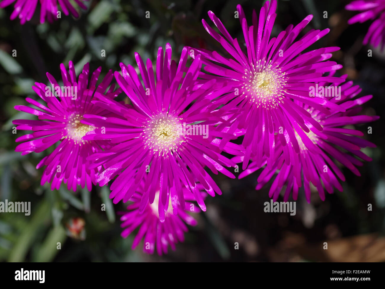 Tappeto rosa Foto Stock