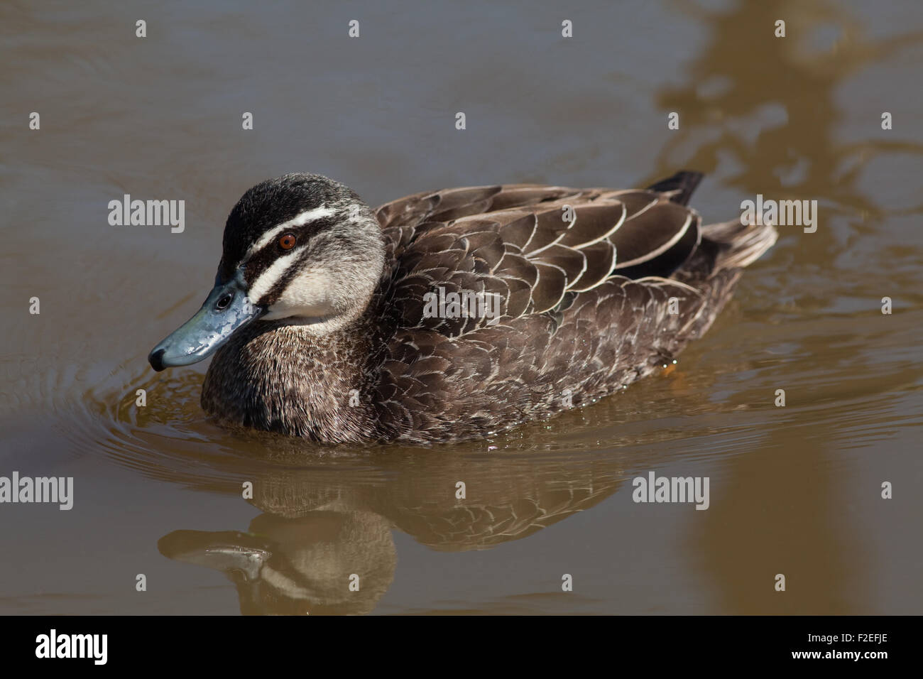 Australian Black Duck (Anas superciliosa rogersi). Drake; femmine simile nel piumaggio ma 'duller'. Foto Stock