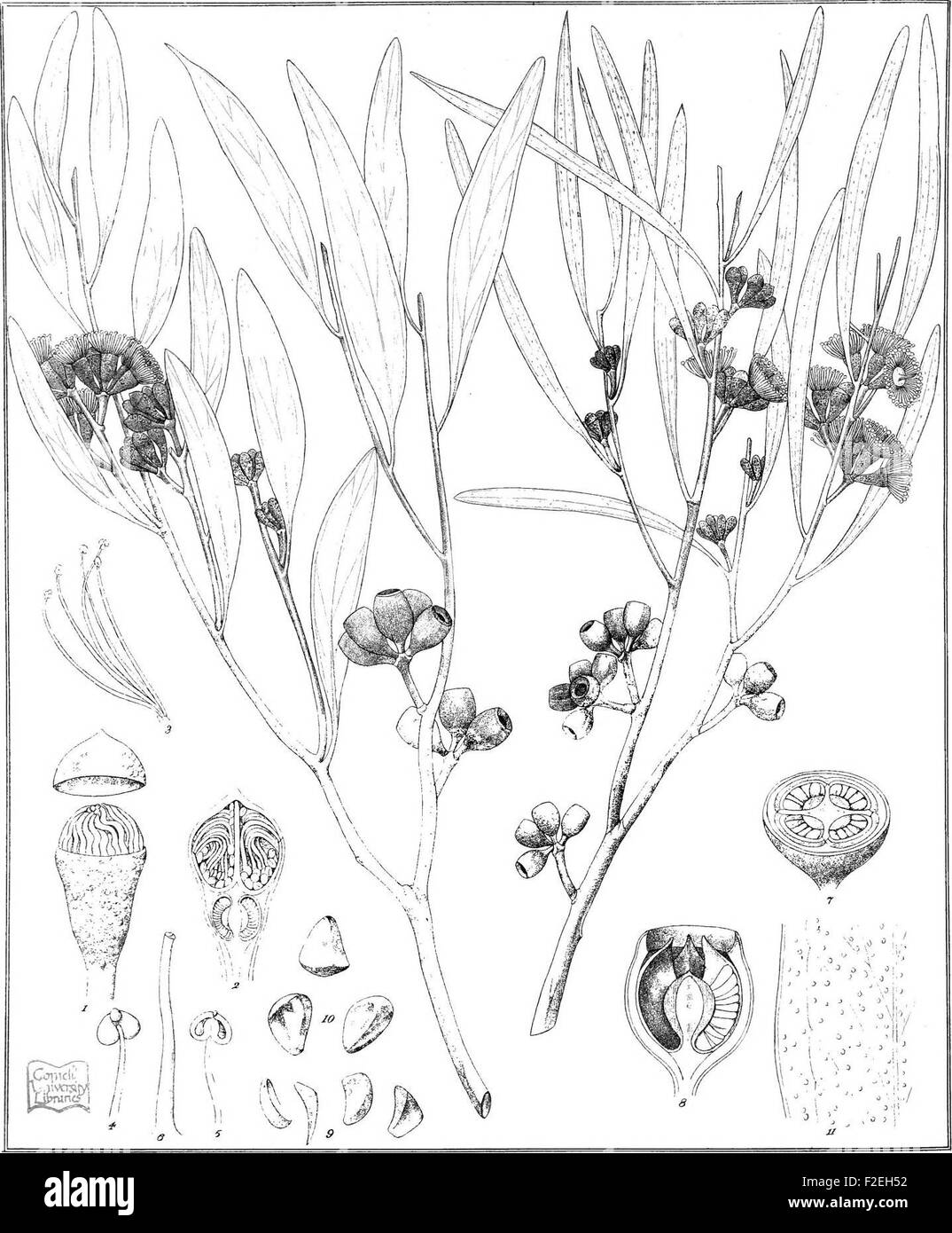 Eucalyptographia. Un atlante descrittivo degli eucalipti di Australia e le isole adiacenti; (1879) Foto Stock