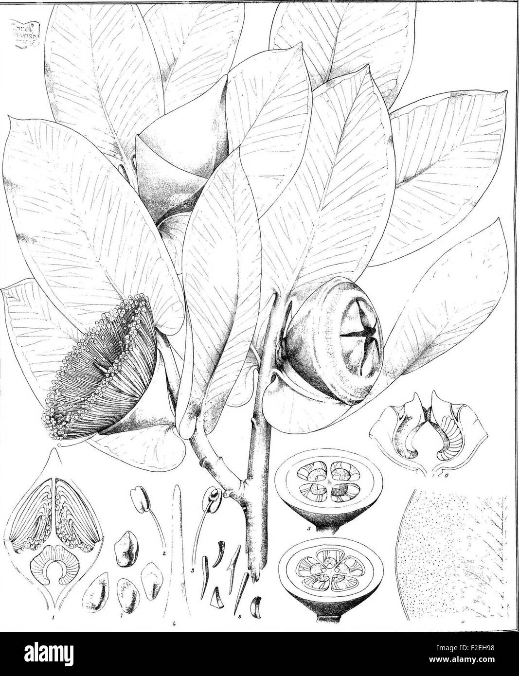 Eucalyptographia. Un atlante descrittivo degli eucalipti di Australia e le isole adiacenti; (1879) Foto Stock