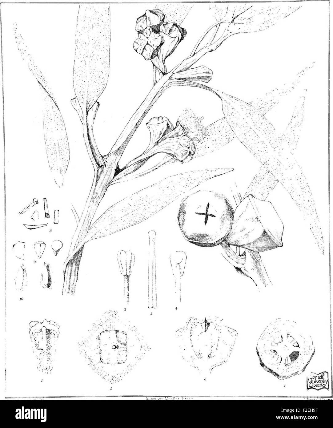 Eucalyptographia. Un atlante descrittivo degli eucalipti di Australia e le isole adiacenti; (1879) Foto Stock