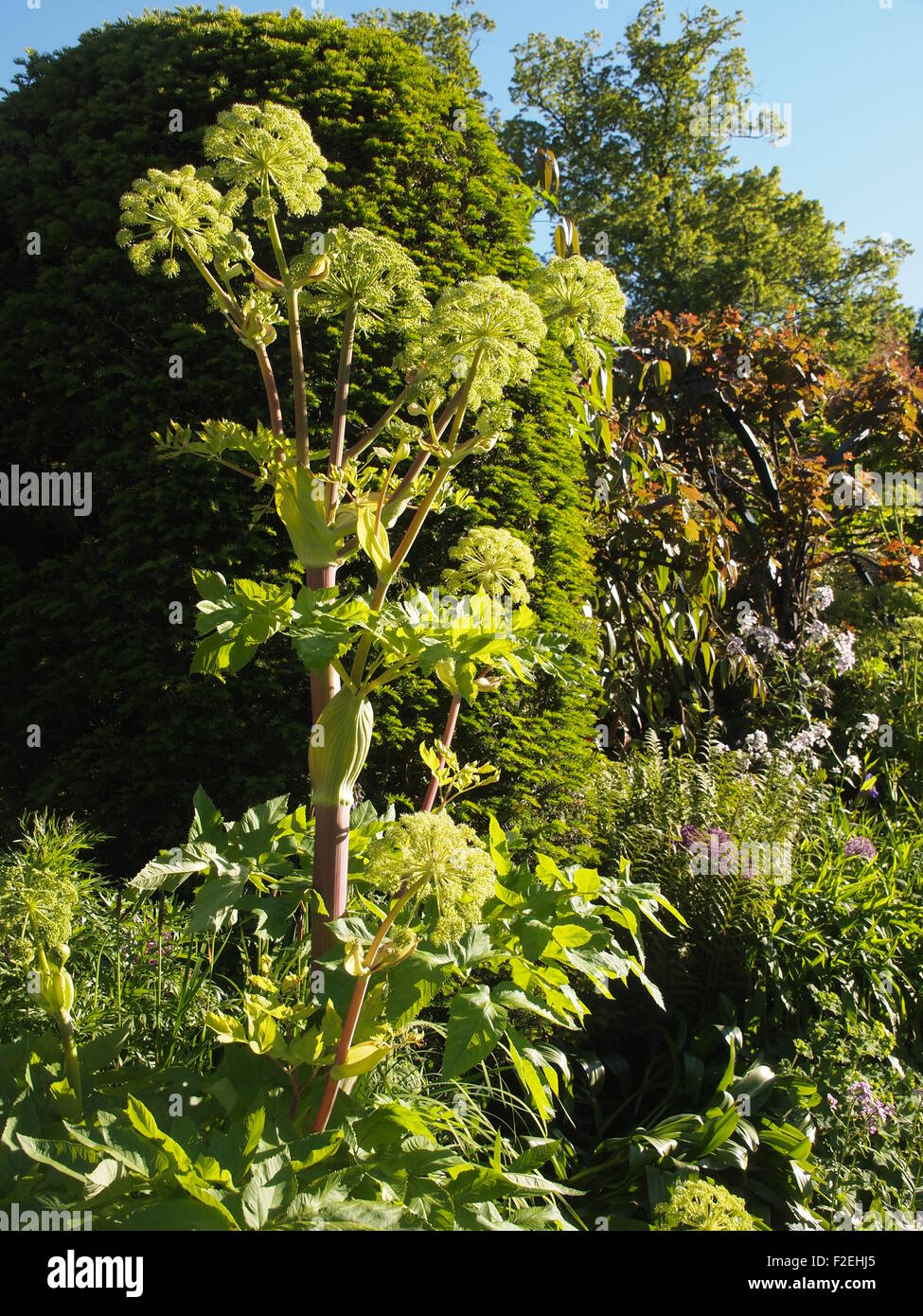 Angelica gigantica a Chenies Manor Garden; tall impianto architettonico, hosta, piante erbacee a inizio estate sole; visualizzazione verticale. Foto Stock