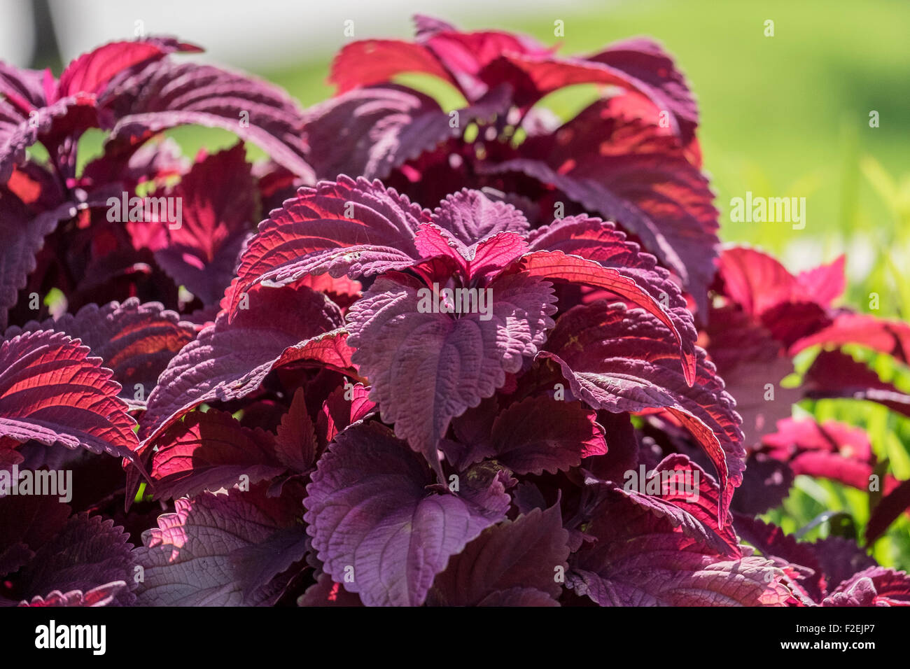 Coleus redhead in un giardino in estate. Oklahoma, Stati Uniti. Foto Stock