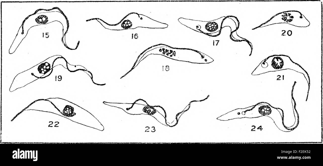 Questo studio del 1911 indaga lo sviluppo di *Trypanosoma gambiense* nella mosca tsetse *Glossina palpalpalis*, spargendo luce sulla trasmissione della malattia del sonno africana e la sua biologia vettoriale. Foto Stock