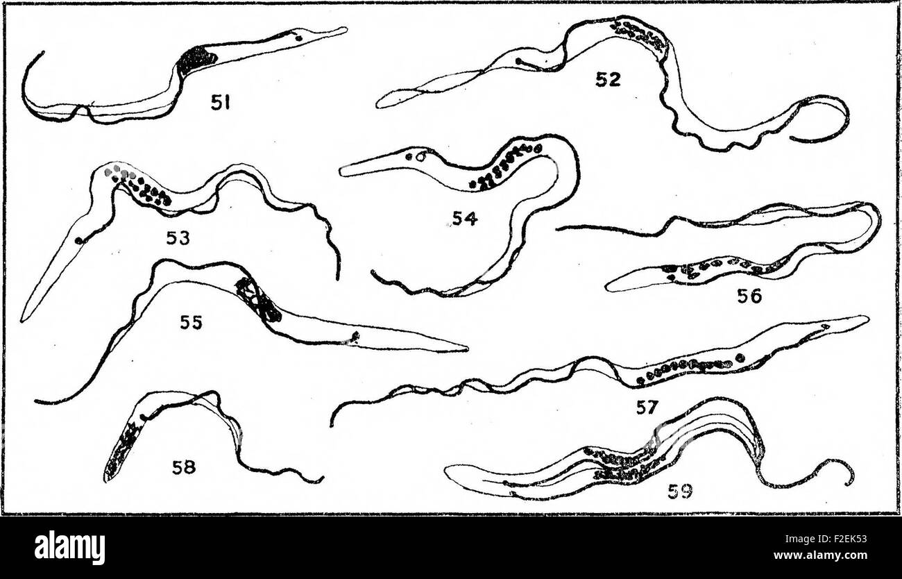 Questo studio indaga lo sviluppo di *Trypanosoma gambiense* in *Glossina palpalpalis*, una specie di mosca tsetse, che è il principale vettore della malattia del sonno. La ricerca si concentra sul ruolo della mosca nella trasmissione della malattia. Foto Stock