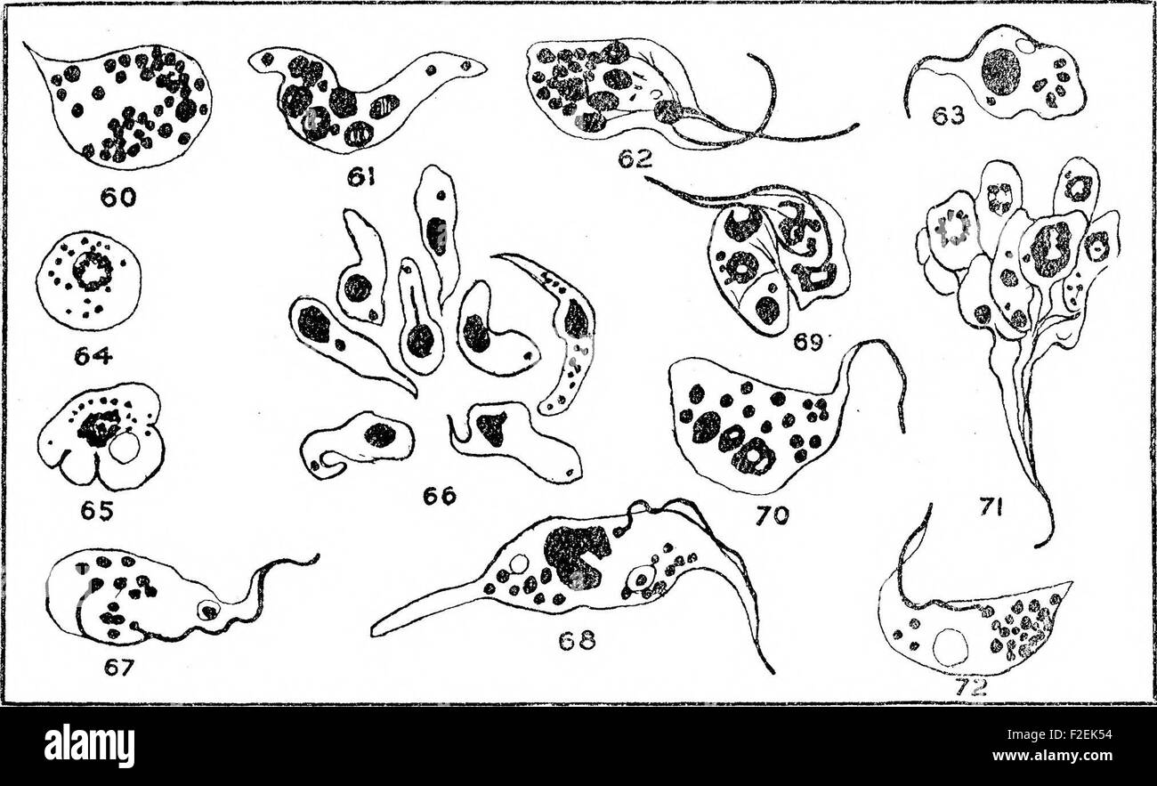 Ulteriori ricerche sullo sviluppo di Trypanosoma gambiense in Glossina palpalis (1911) Foto Stock