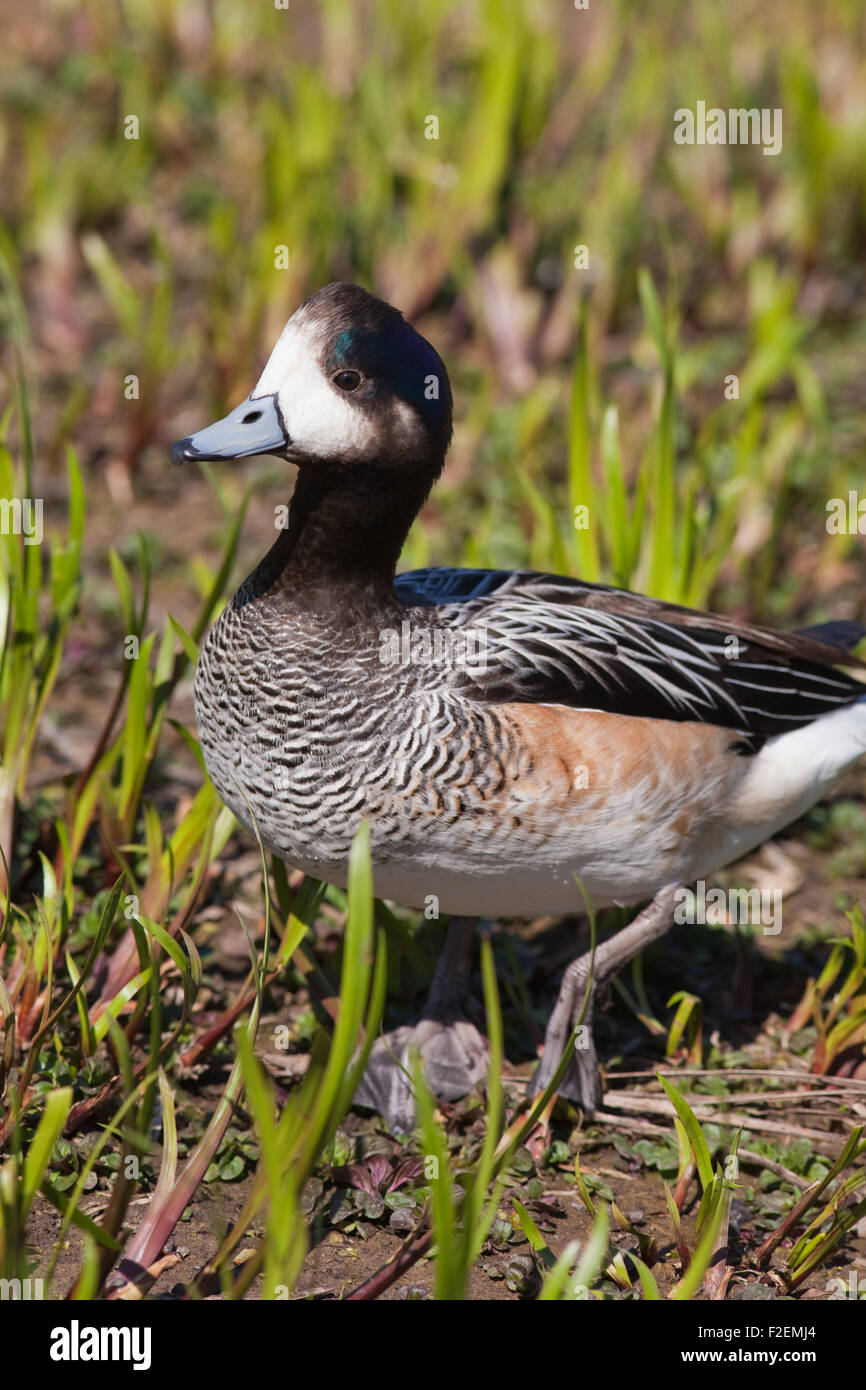 Chiloe Wigeon (Anas sibilatrix). Sud America meridionale. Sessi simili. Foto Stock