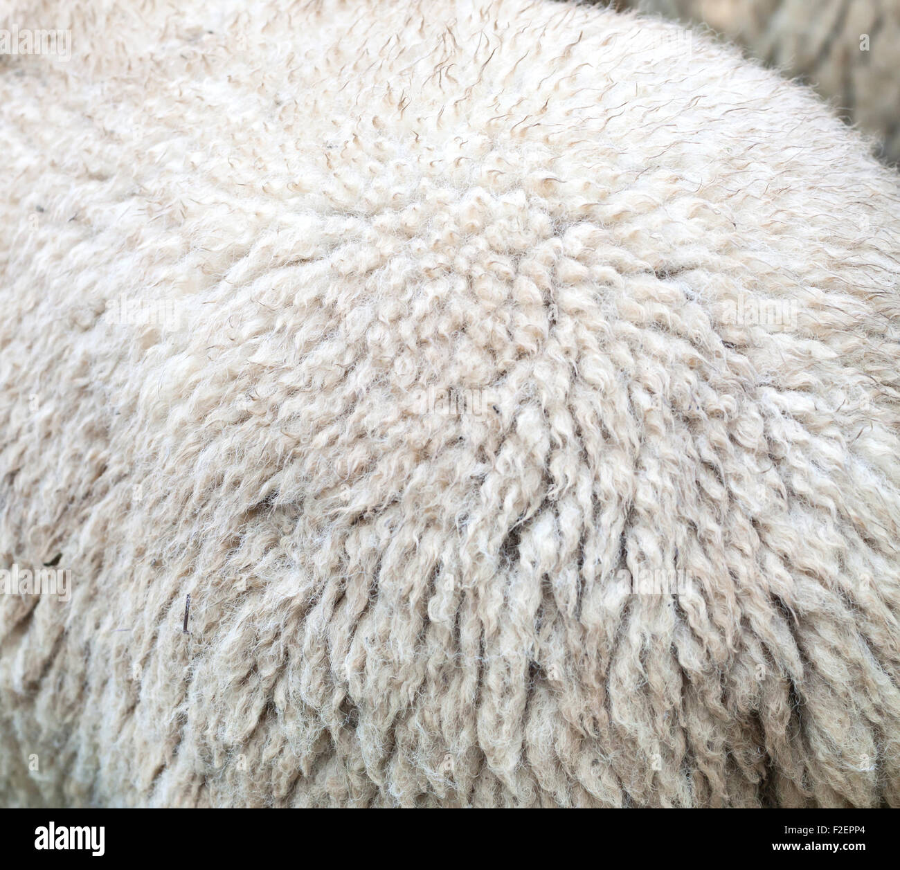 In prossimità del pelo di una pecora per la produzione di lana merinos Foto Stock