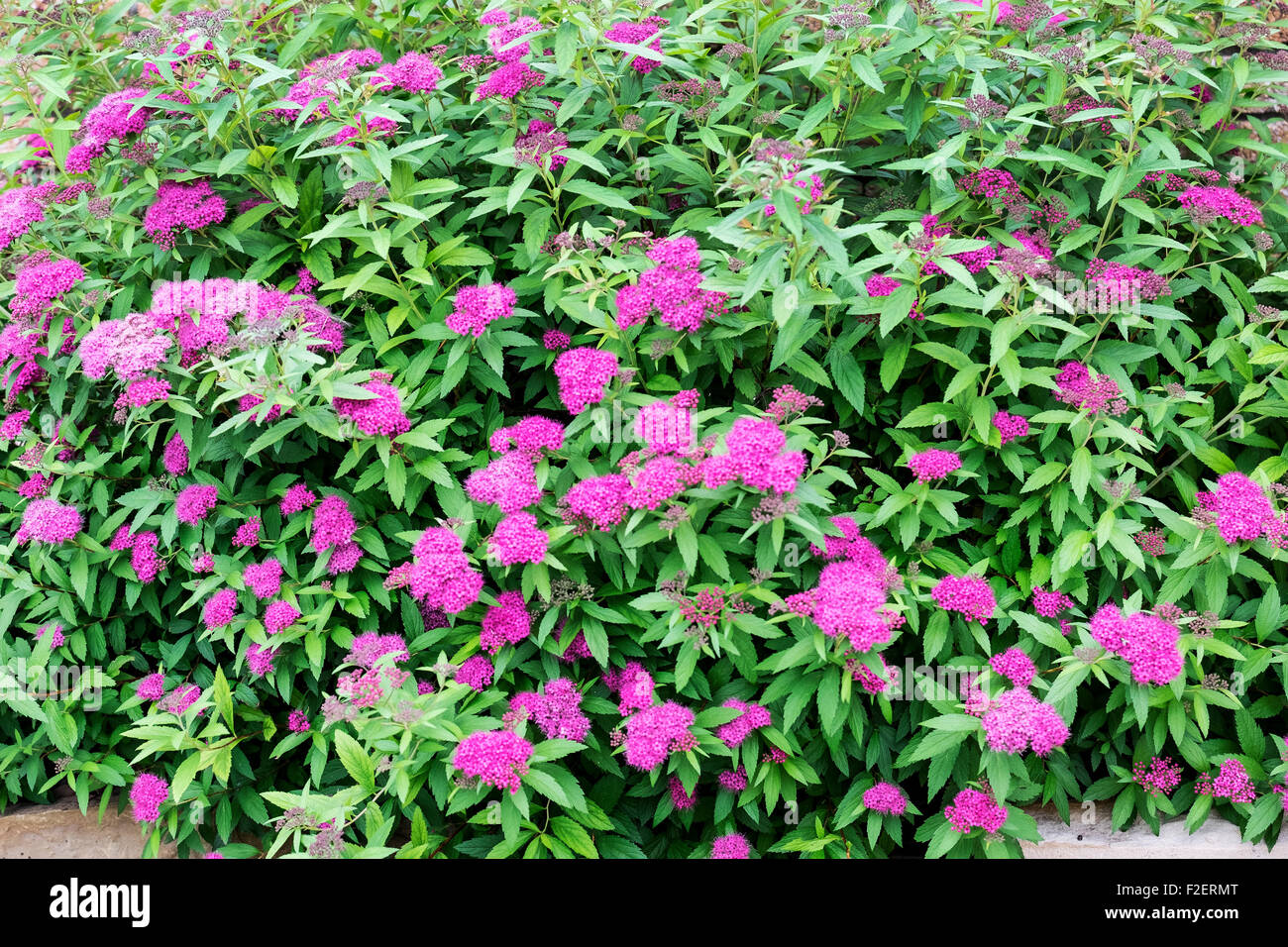 Un Spirea japonica arbusto in piena primavera fiorisce in Oklahoma, Stati Uniti d'America. Foto Stock