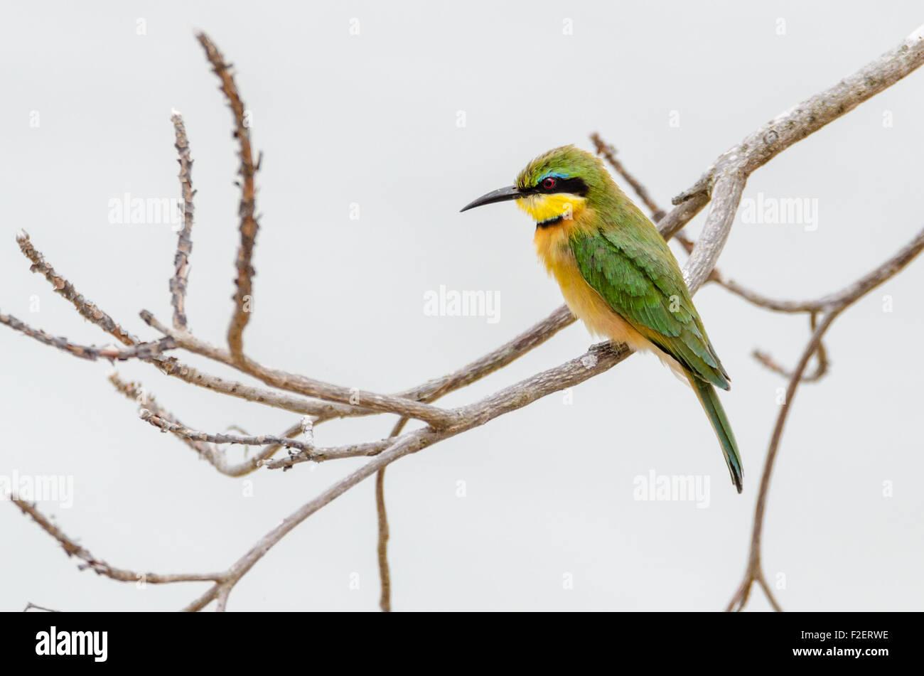 Poco Bee-Eater verde, uccello, sulla struttura, Merops pusillus, Riserva Selous, Tanzania Africa, Settembre 2015 Foto Stock