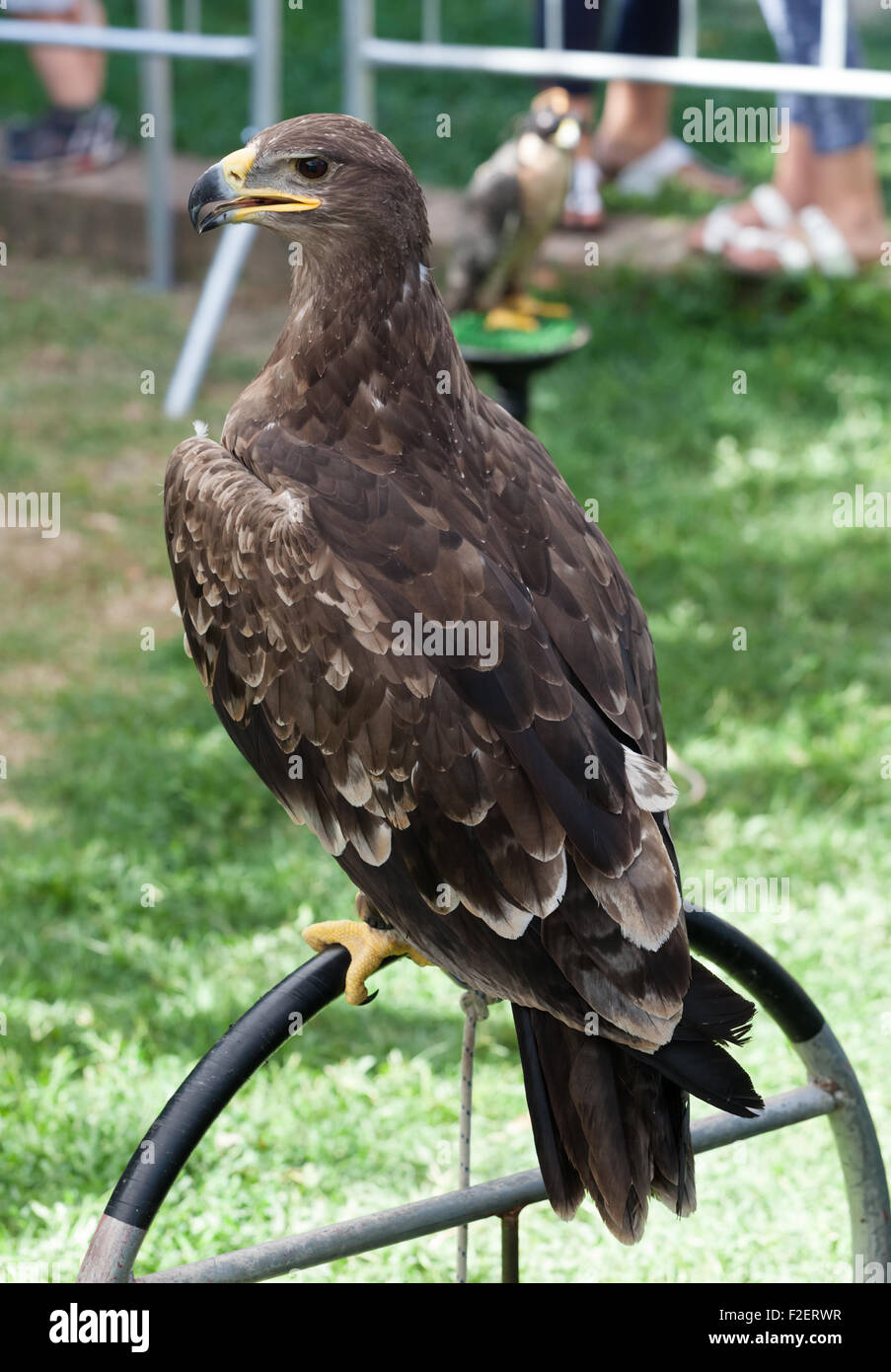 Aquila maestosa visto dal retro durante spettacolo di uccelli rapaci. Foto Stock
