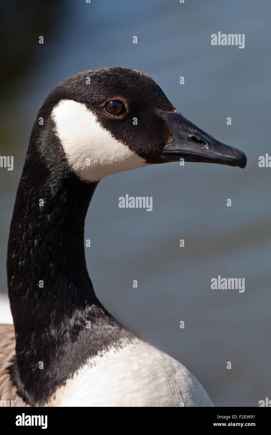 Canada Goose (Branta canadensis). Close-up di testa nera che mostra il collo e la testa con distintivi bianco 'mento' cinghia. Foto Stock