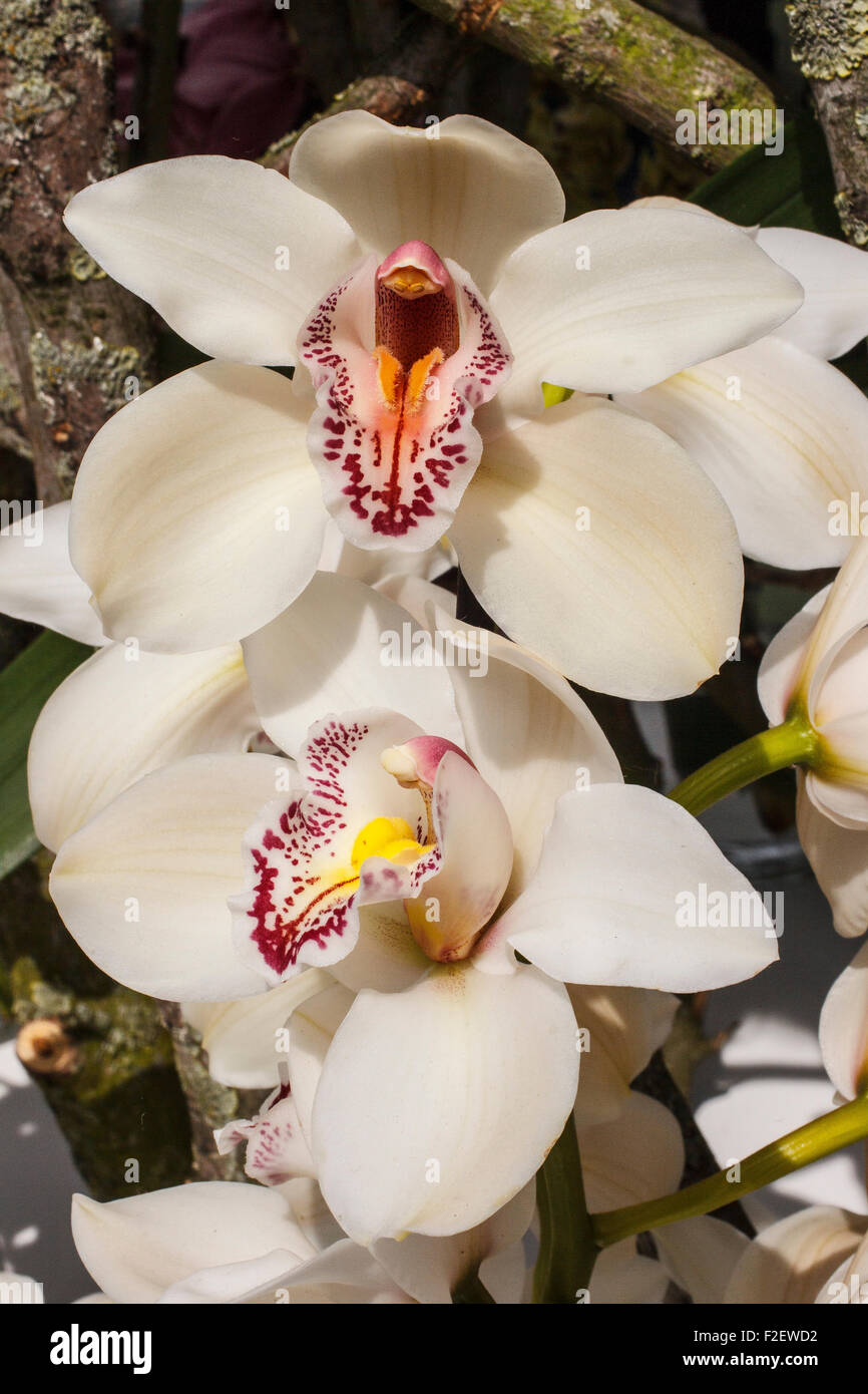 White Orchid orchidee fiori piante vegetali Foto Stock