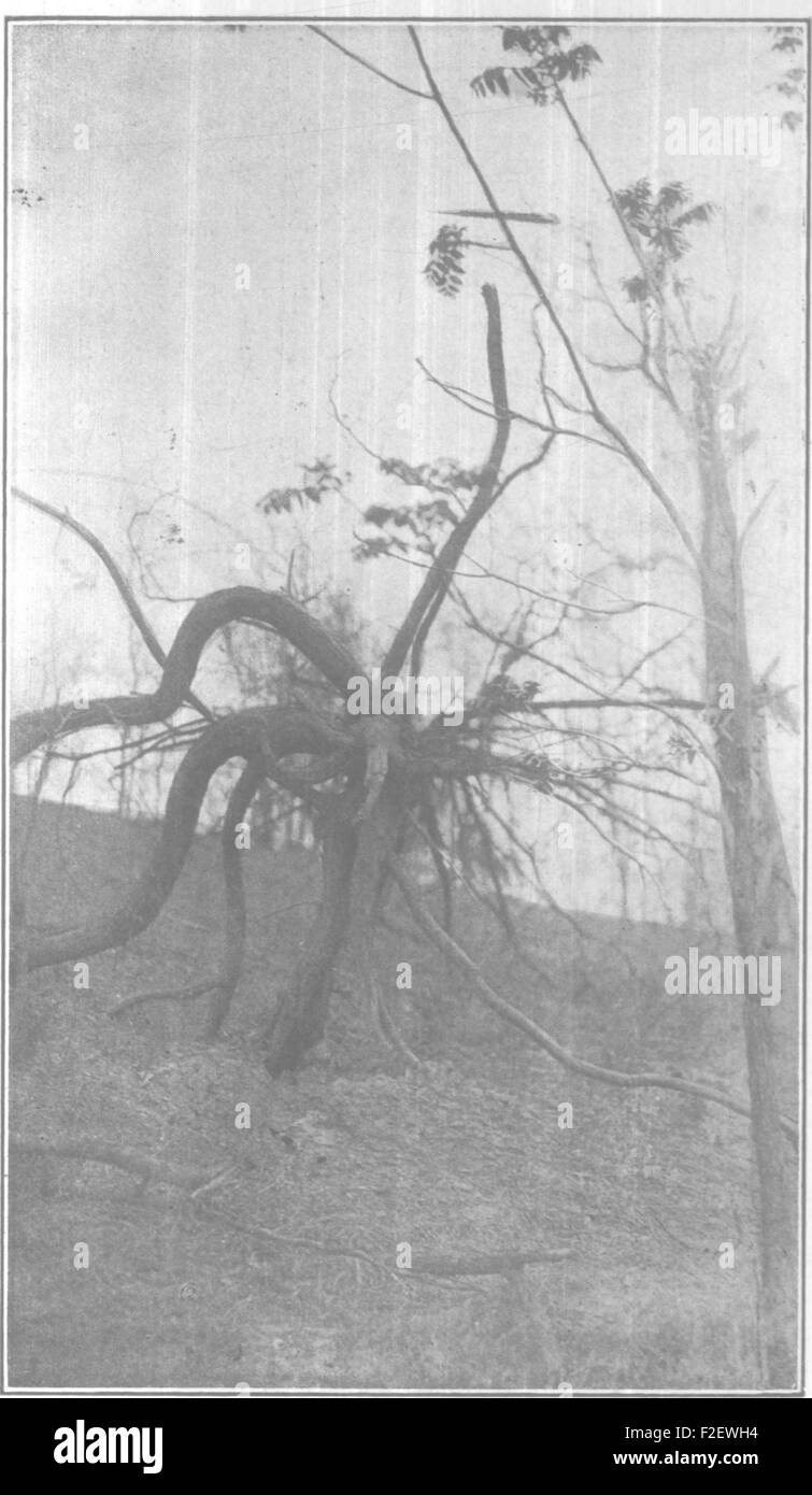 "Practical Orcharding on Rough Lands" (1911) è una guida per agricoltori e orticoltori che offre consigli su come coltivare frutteti in condizioni non ideali. Copre le tecniche per la coltivazione di alberi da frutto, la gestione del suolo e il controllo dei parassiti su terreni accidentati. Foto Stock