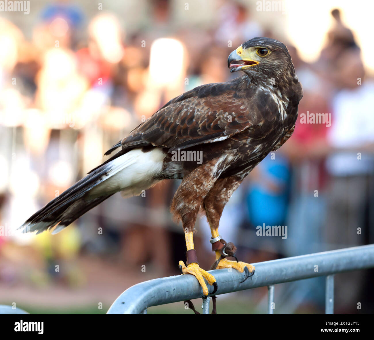 Hawk su una barriera durante uno spettacolo di falconeria Foto Stock