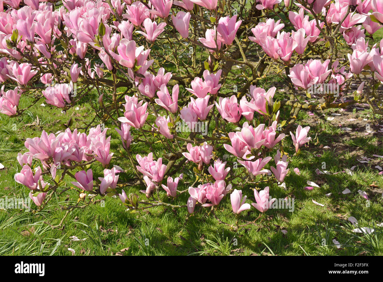 Albero di Magnolia coperti con grandi fiori di colore rosa Foto Stock