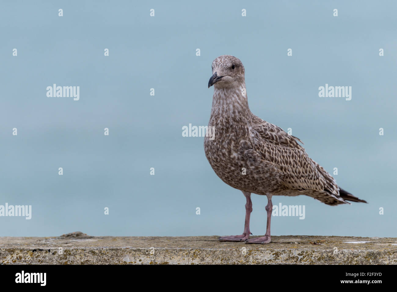Giovani aringhe gabbiano su una parete Foto Stock