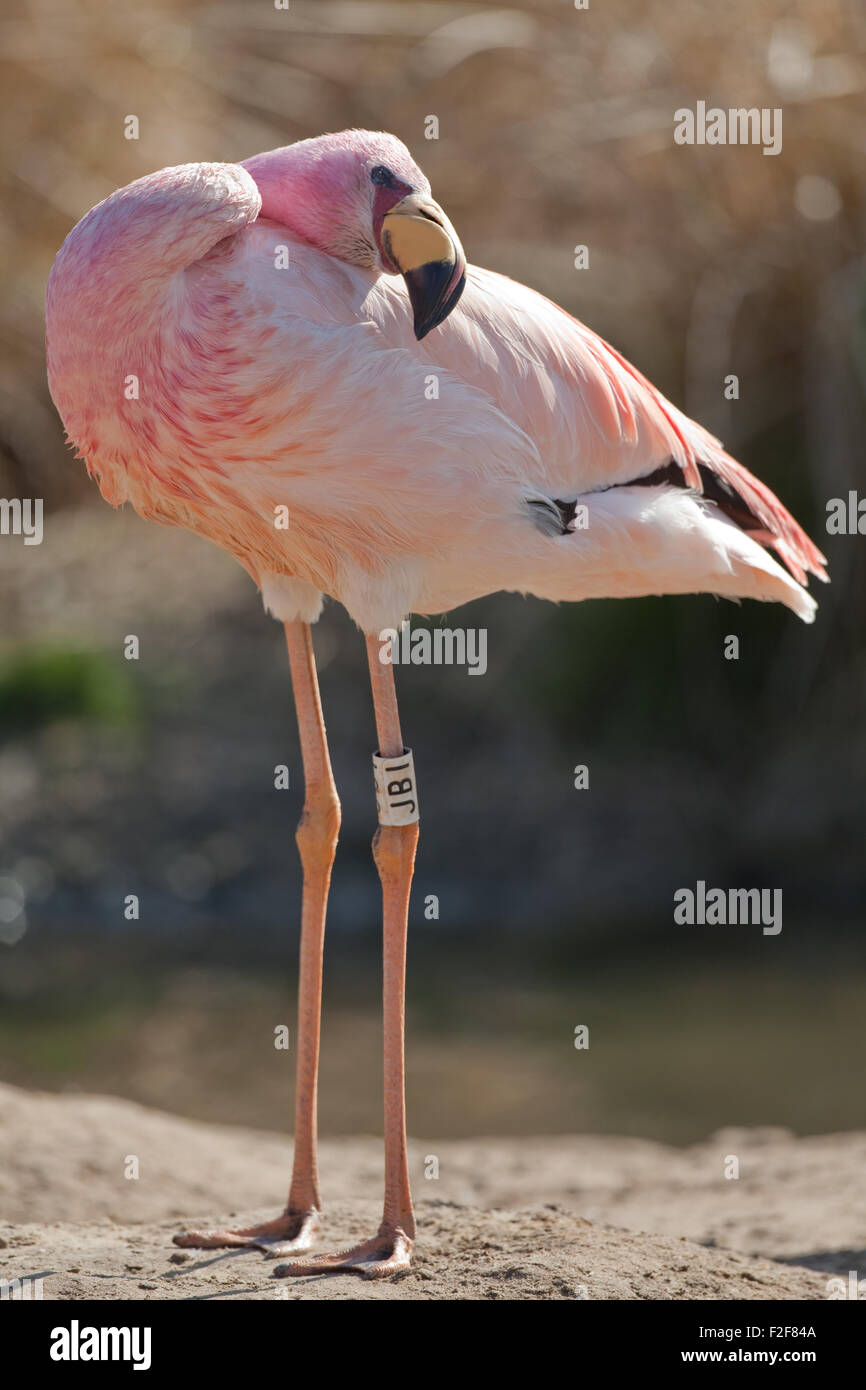 James's, o Puna, Flamingo (Phoenicoparrus jamesi). "Lubrificazione" indietro usando la testa e il collo per la diffusione di coda ghiandola preen essudato di olio. Foto Stock