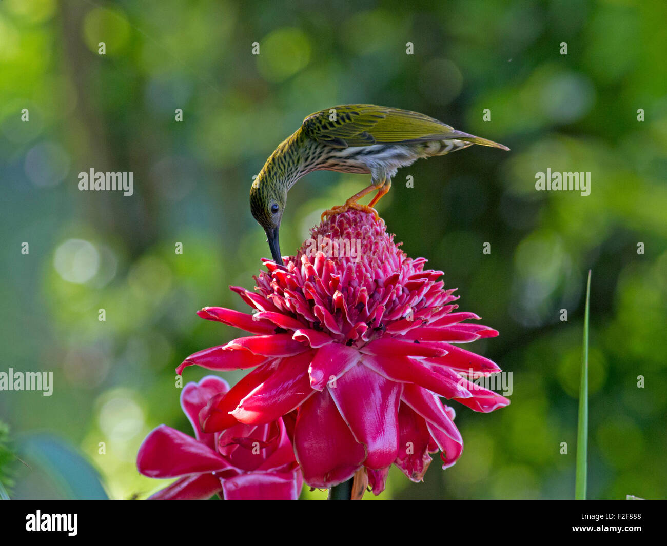 Un venato Spiderhunter alimentare da una torcia fiore di zenzero in Phu Suan Sai Nationai Park in Loei provincia nel nord della Thailandia Foto Stock