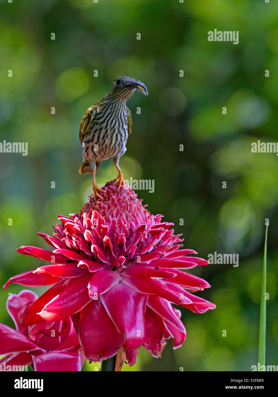 Un Spiderhunter con striature su una torcia fiore di zenzero in Phu Suan Sai Nationai Park in Loei provincia nel nord della Thailandia Foto Stock