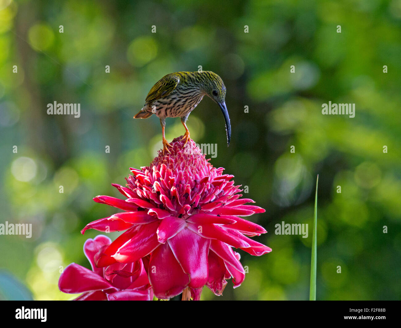 Un Spiderhunter con striature su una torcia fiore di zenzero in Phu Suan Sai Nationai Park in Loei provincia nel nord della Thailandia Foto Stock