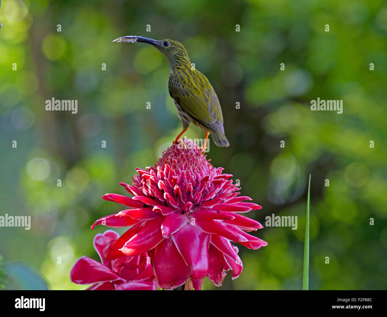 Un Spiderhunter con striature su una torcia fiore di zenzero in Phu Suan Sai Nationai Park in Loei provincia nel nord della Thailandia Foto Stock