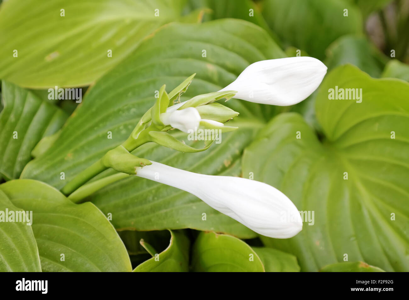 Hosta fiore in giardino Foto Stock