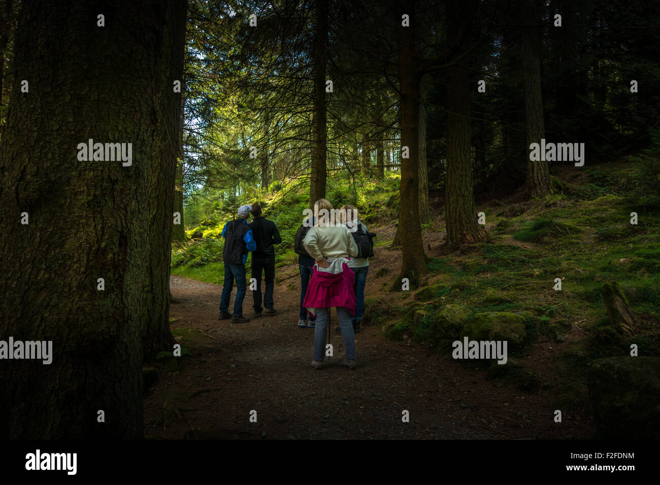 Un gruppo di persone per il bird watching nel bosco vicino alla Blea Tarn, Lake District, Cumbria, Inghilterra Foto Stock