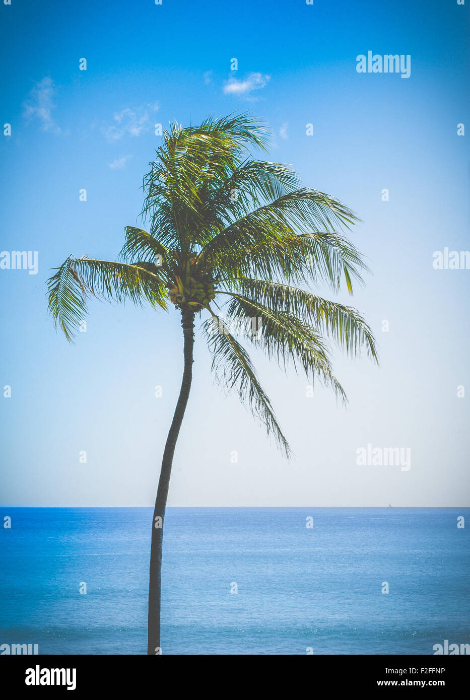 Retrò filtrata solo Palm Tree dall'Oceano Hawaii Foto Stock