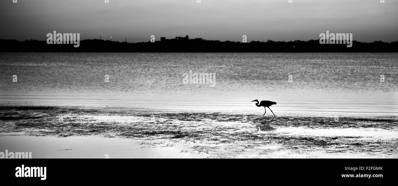 Silhouette di un garzetta rovistando sulla spiaggia, Merritt Island, Titusville, Brevard County, Florida, Stati Uniti d'America Foto Stock