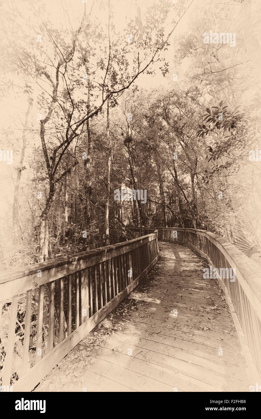 Ponte di legno in una foresta, Kirby Storter parco stradale, Ochopee, Collier County, Florida, Stati Uniti d'America Foto Stock